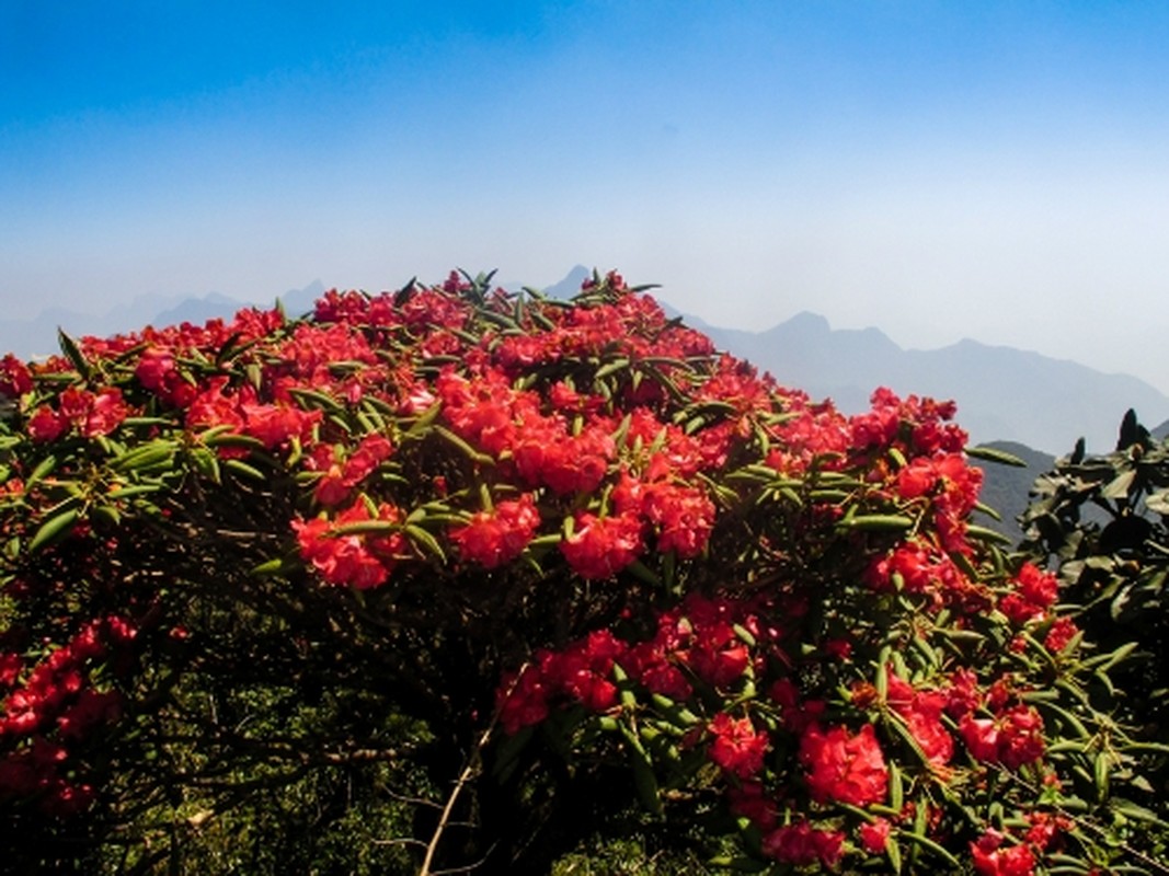 Thang 4 len Moc Chau ngam do quyen, hai man dao chin